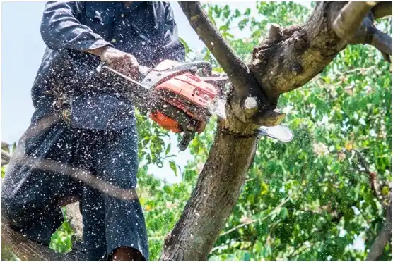 tree services Brightwood